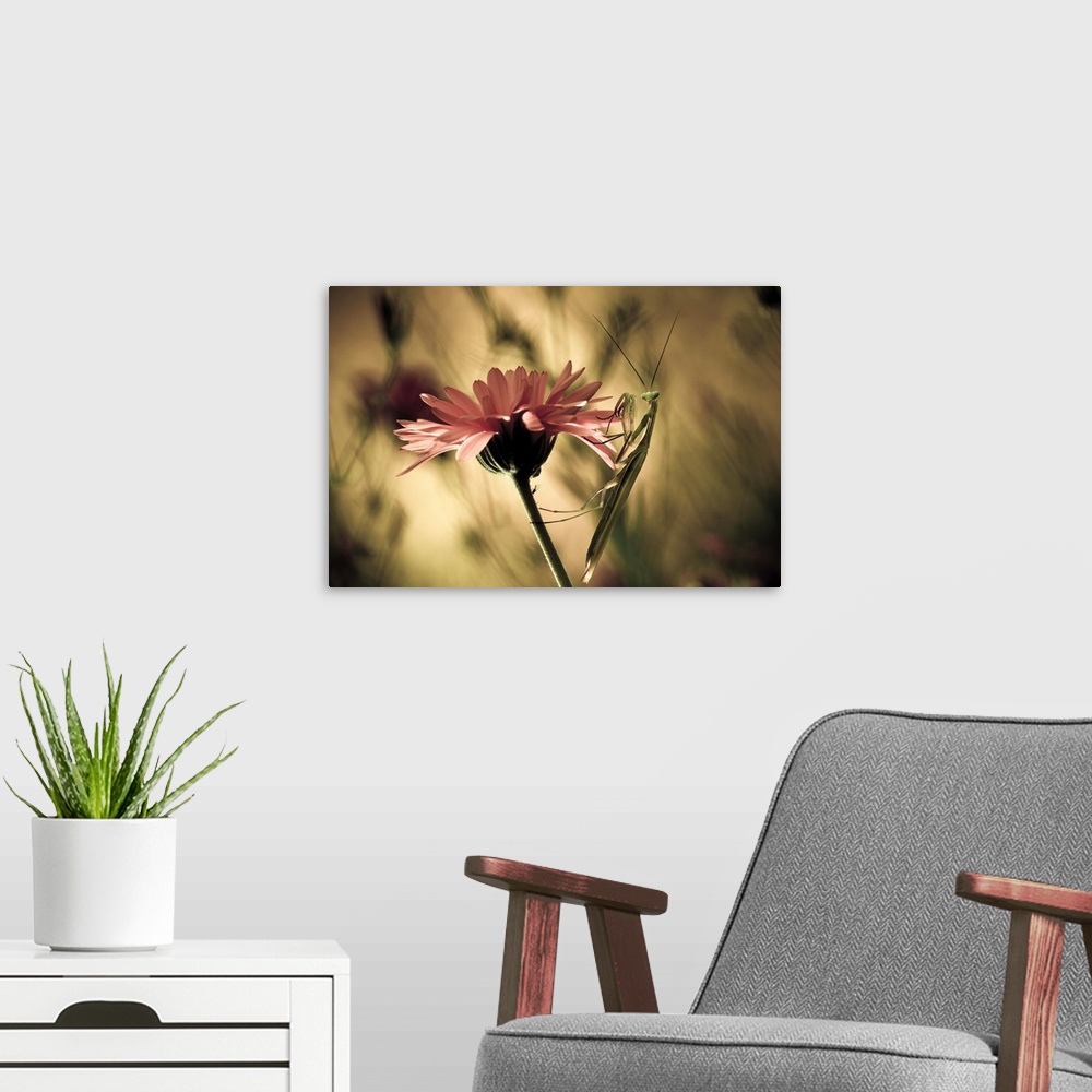 A modern room featuring A large praying mantis hangs onto the petals of a pink flower.