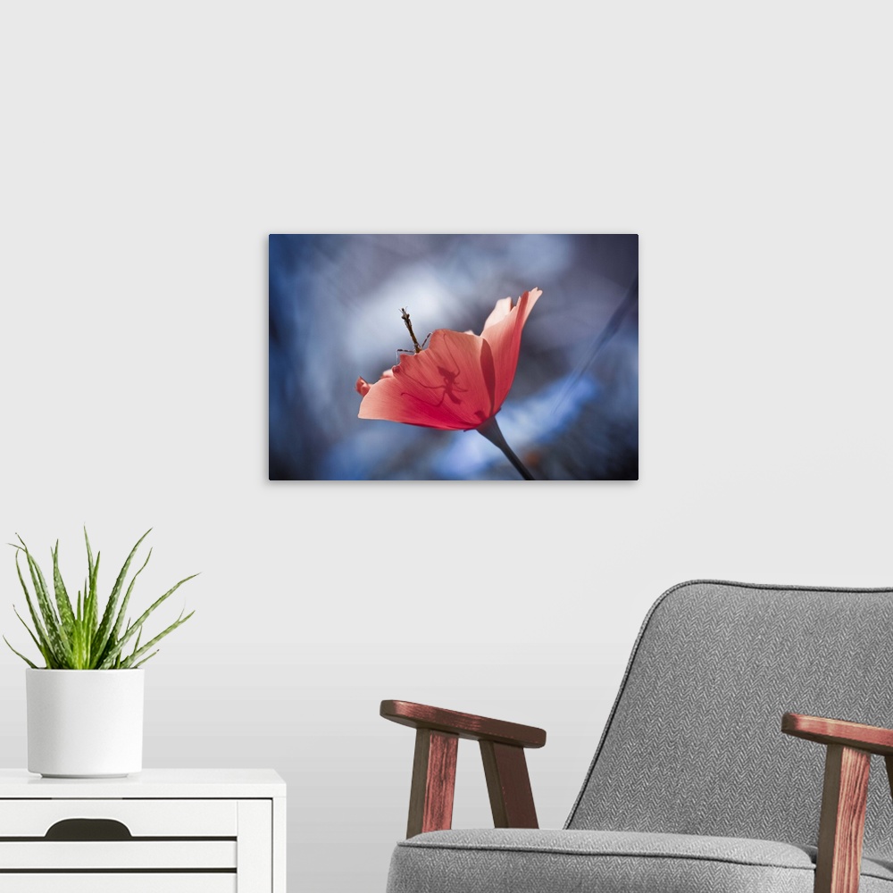 A modern room featuring A stick insect poking its head out from a poppy flower.