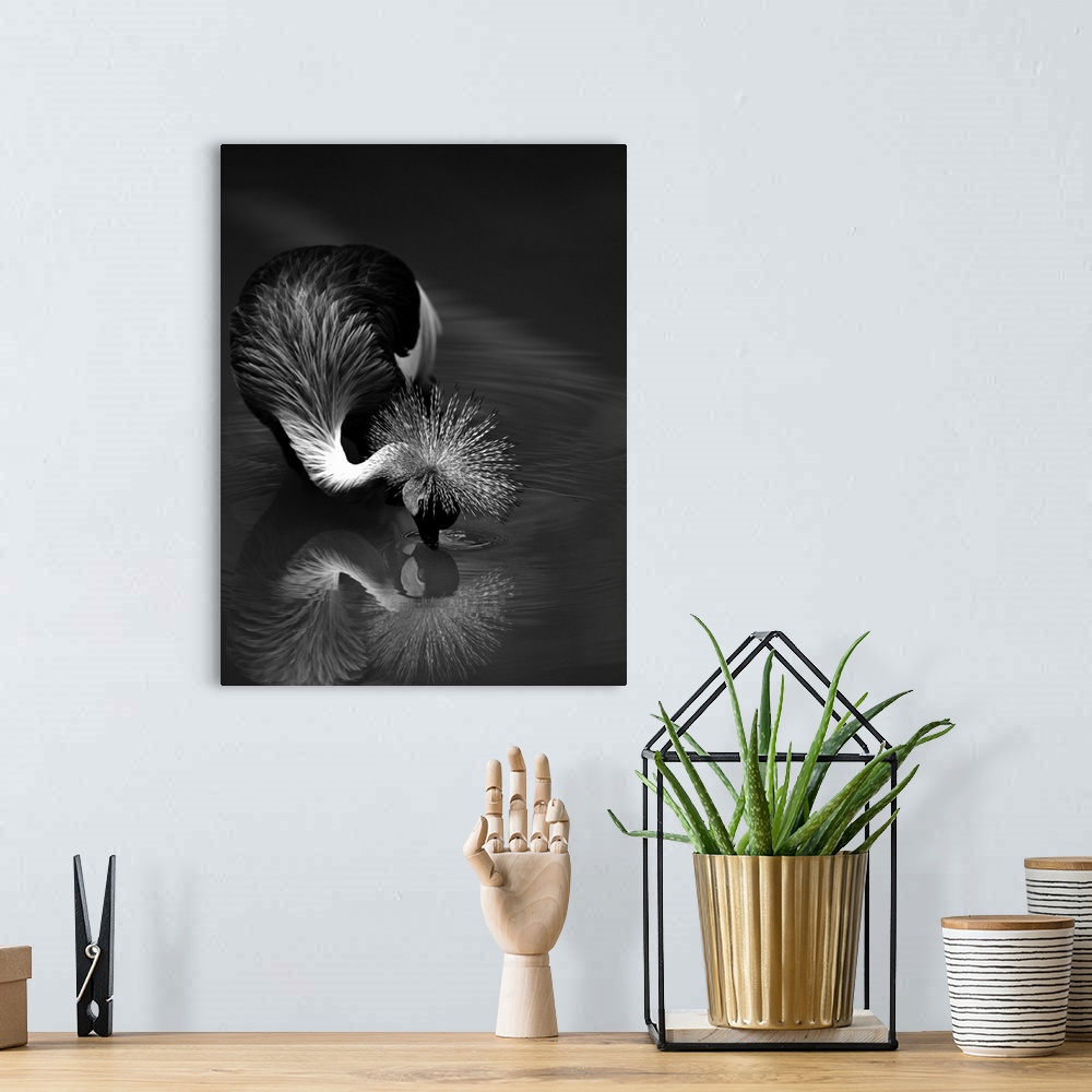 A bohemian room featuring A Crowned Crane dips its head into the water, touching its mirror reflection.
