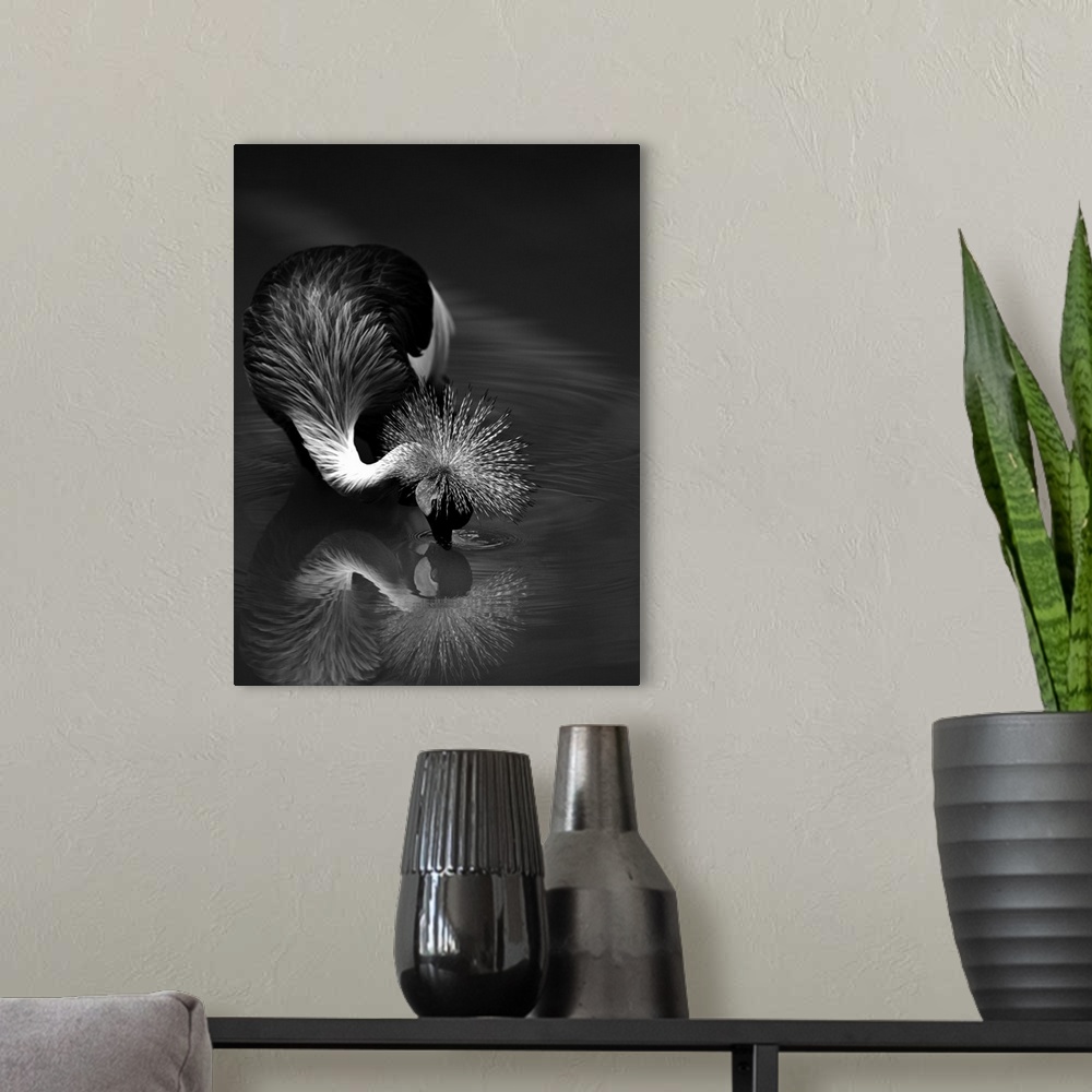 A modern room featuring A Crowned Crane dips its head into the water, touching its mirror reflection.