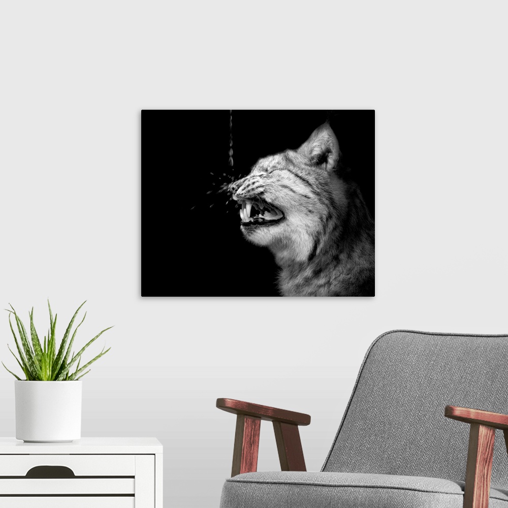 A modern room featuring A cat snarling in surprise as a water droplet hits its nose.