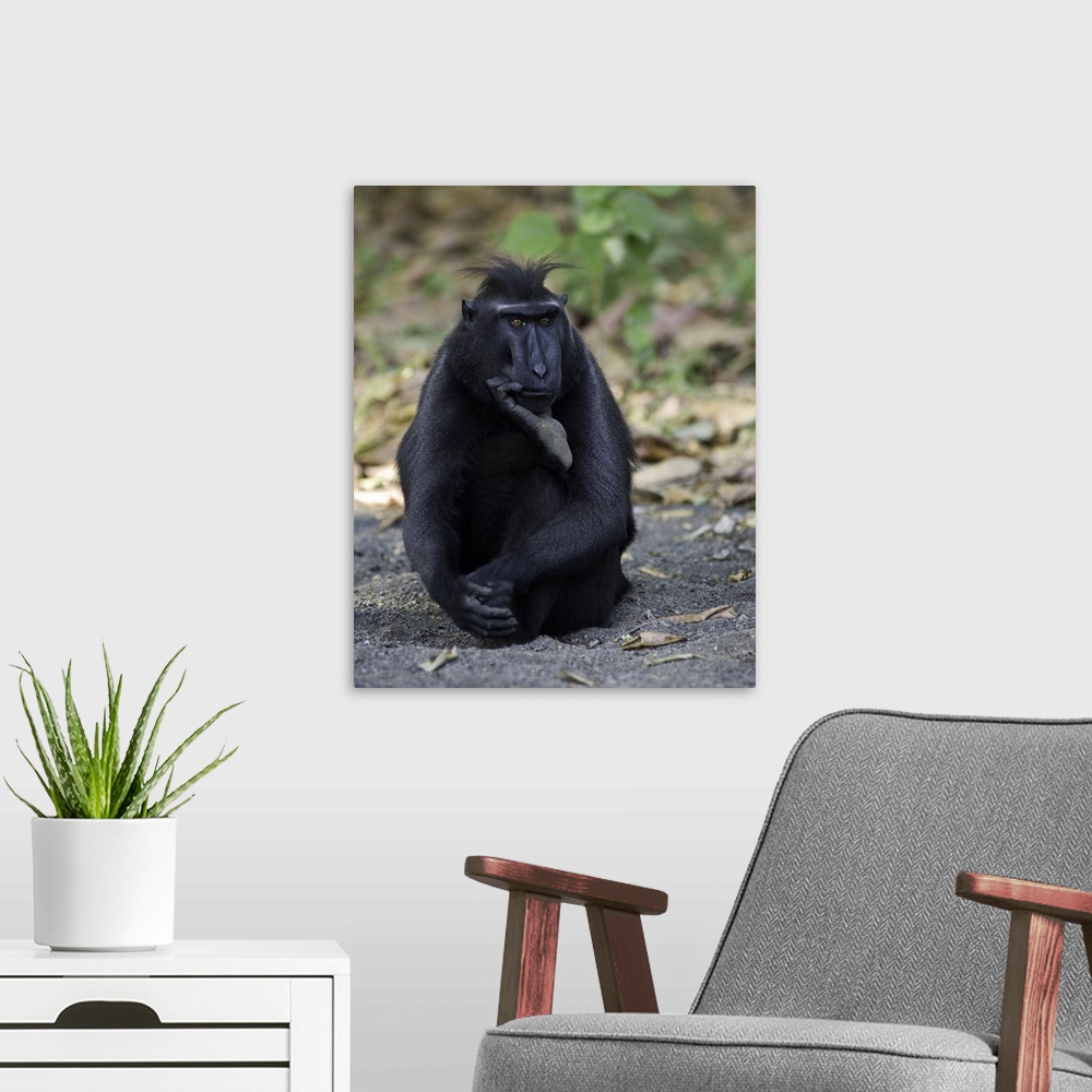 A modern room featuring A portrait of a monkey sitting on the ground in a humorous pose as if pondering a thought.