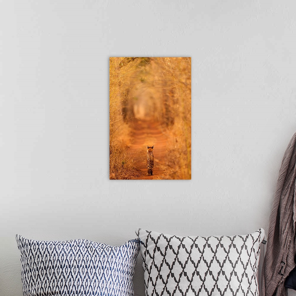 A bohemian room featuring A photograph of a tiger seen walking through a grove of dry brush.