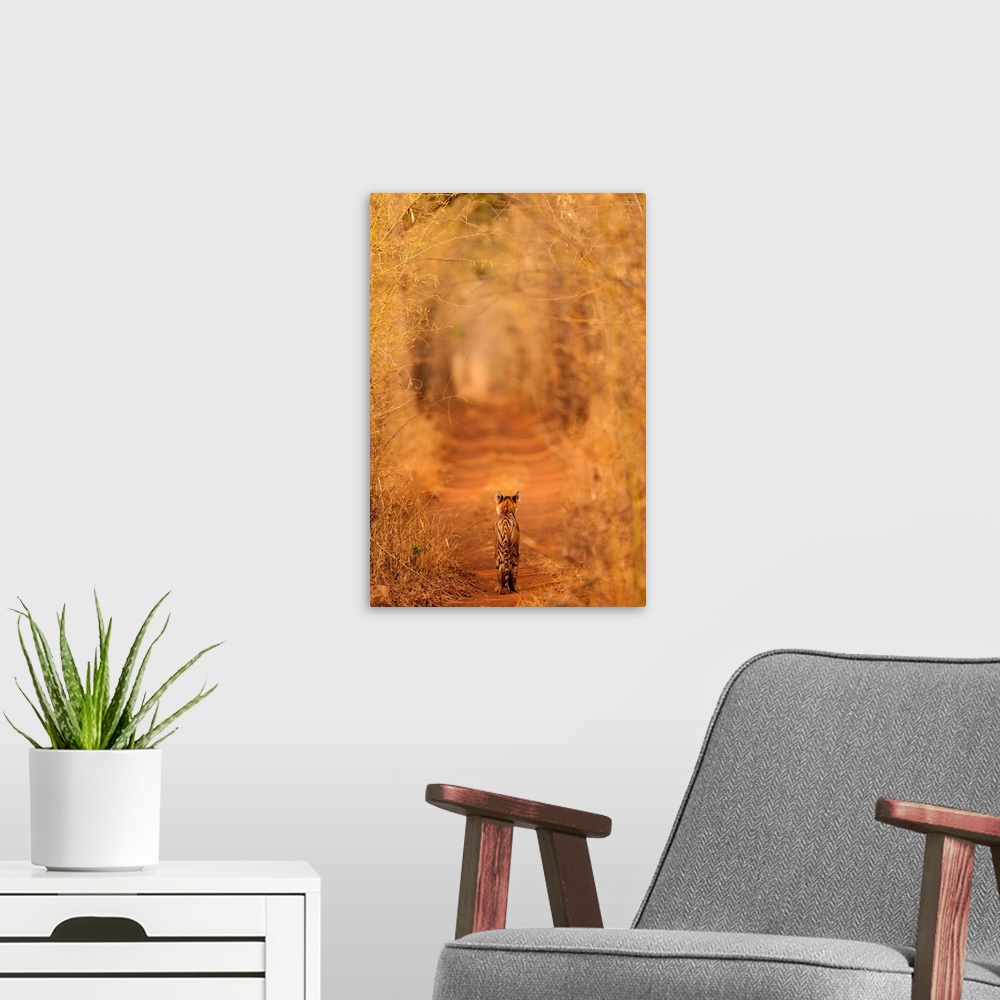 A modern room featuring A photograph of a tiger seen walking through a grove of dry brush.