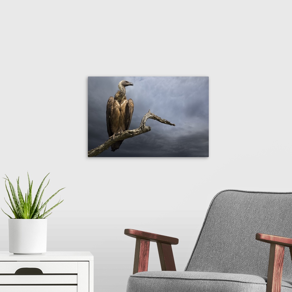 A modern room featuring A portrait of a vulture perched on a dead tree branch against a dark sky.