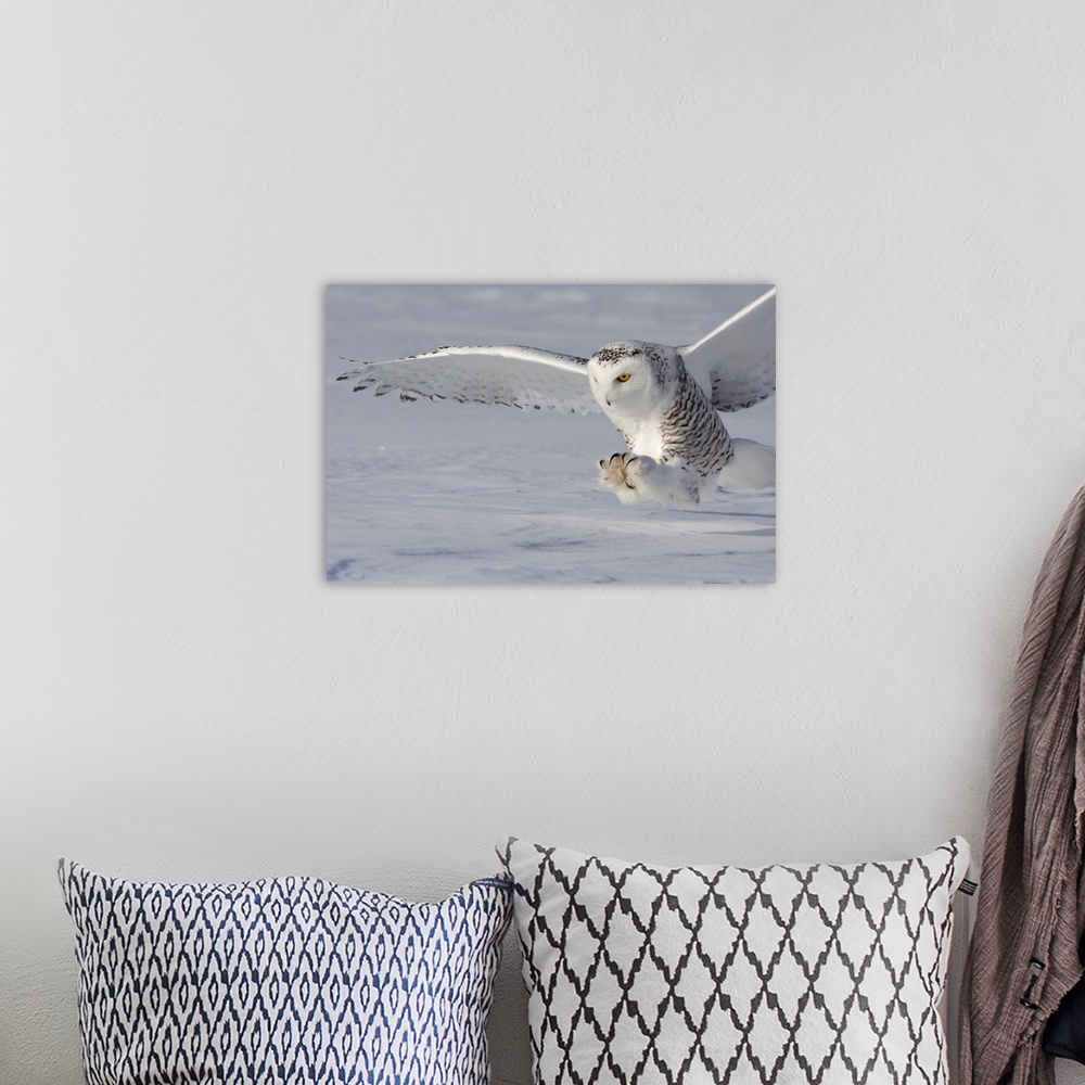 A bohemian room featuring An owl touches down with its talons open wide ready to catch its prey.