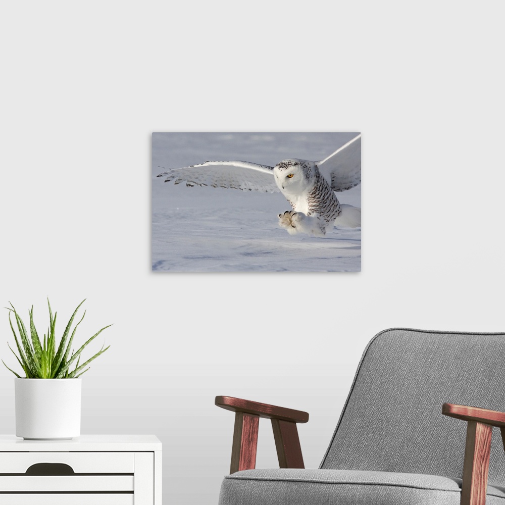 A modern room featuring An owl touches down with its talons open wide ready to catch its prey.