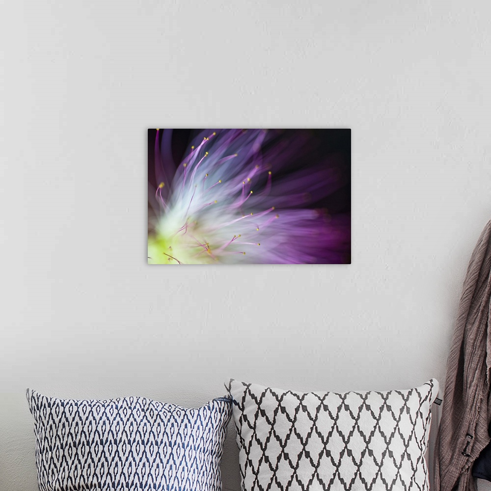 A bohemian room featuring Blurred image of the yellow center and purple petals of an Albizia flower.