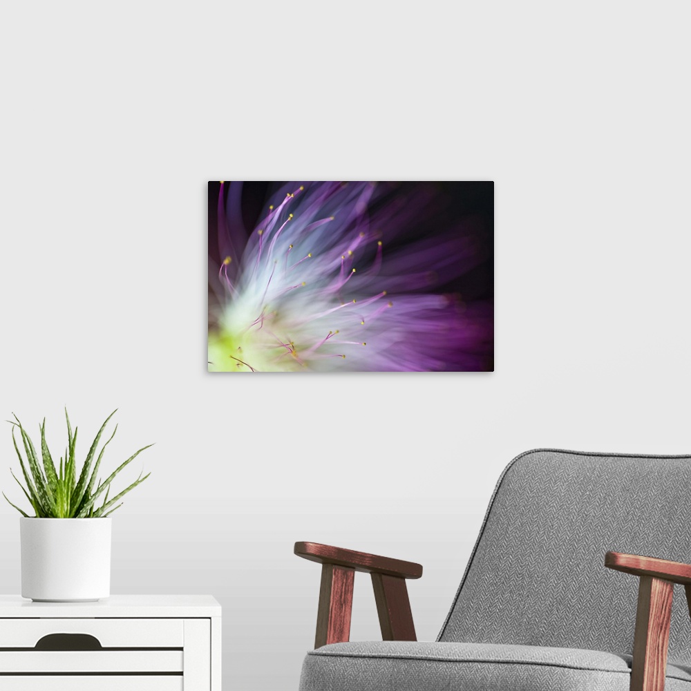 A modern room featuring Blurred image of the yellow center and purple petals of an Albizia flower.
