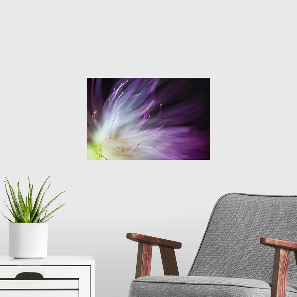 A modern room featuring Blurred image of the yellow center and purple petals of an Albizia flower.