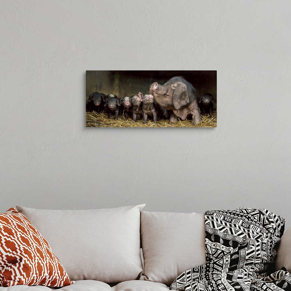 A bohemian room featuring A large mother pig with floppy ears and a big snout and her seven adorable piglets.