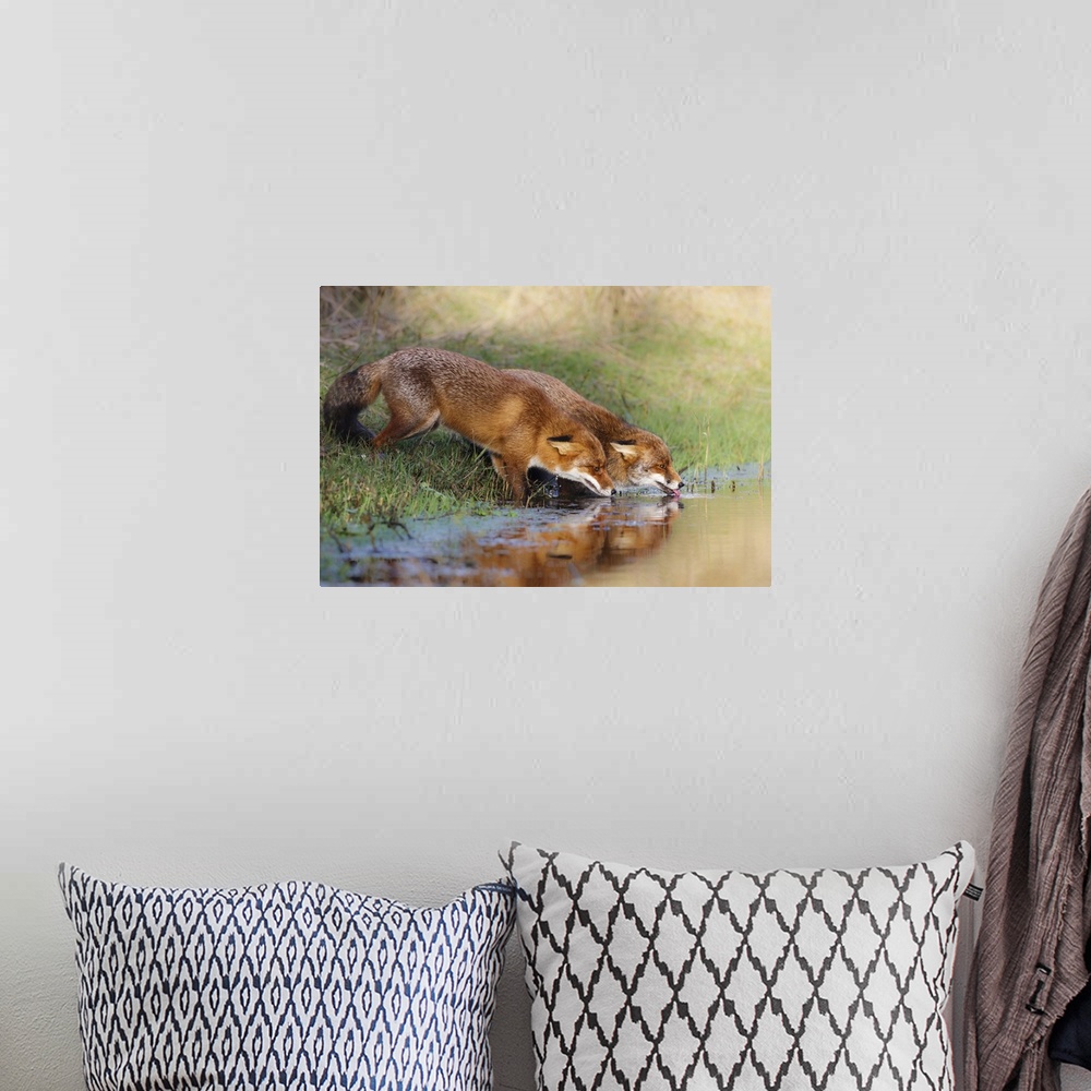 A bohemian room featuring Two fox drinking from a clear stream in the countryside.