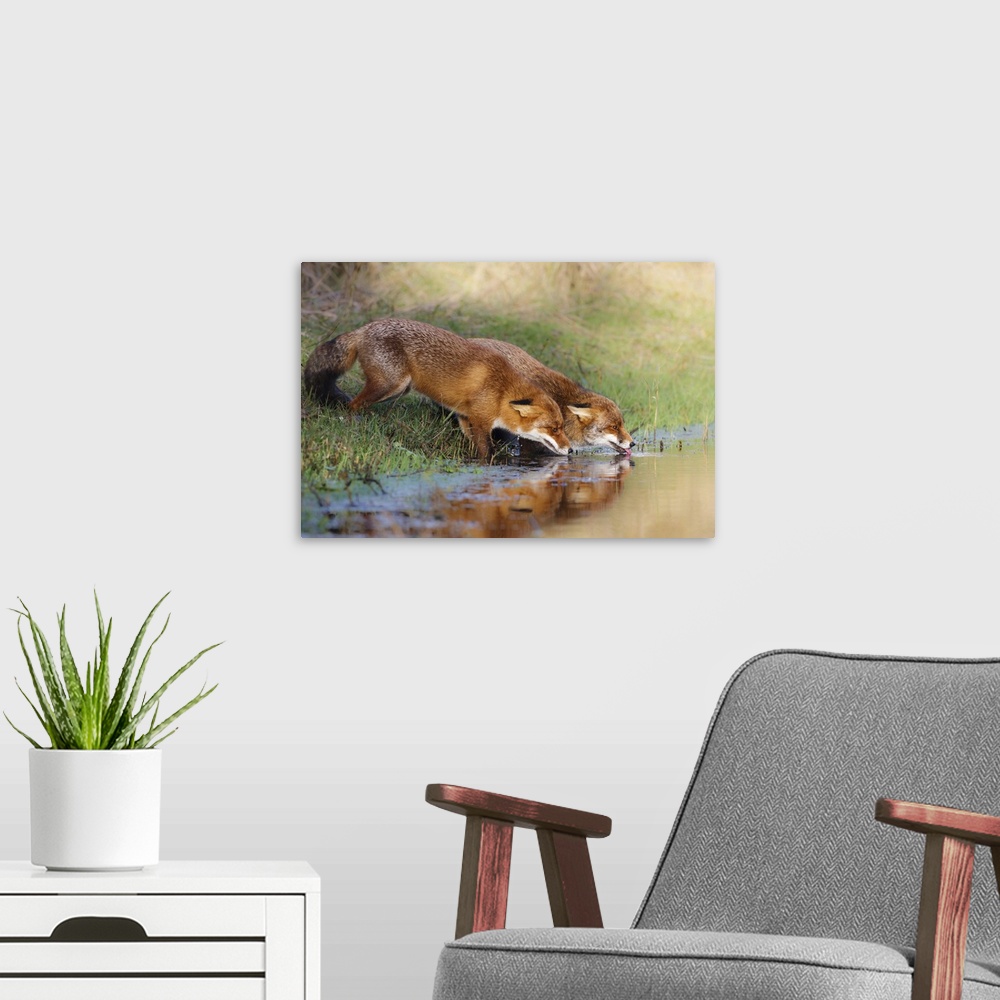 A modern room featuring Two fox drinking from a clear stream in the countryside.