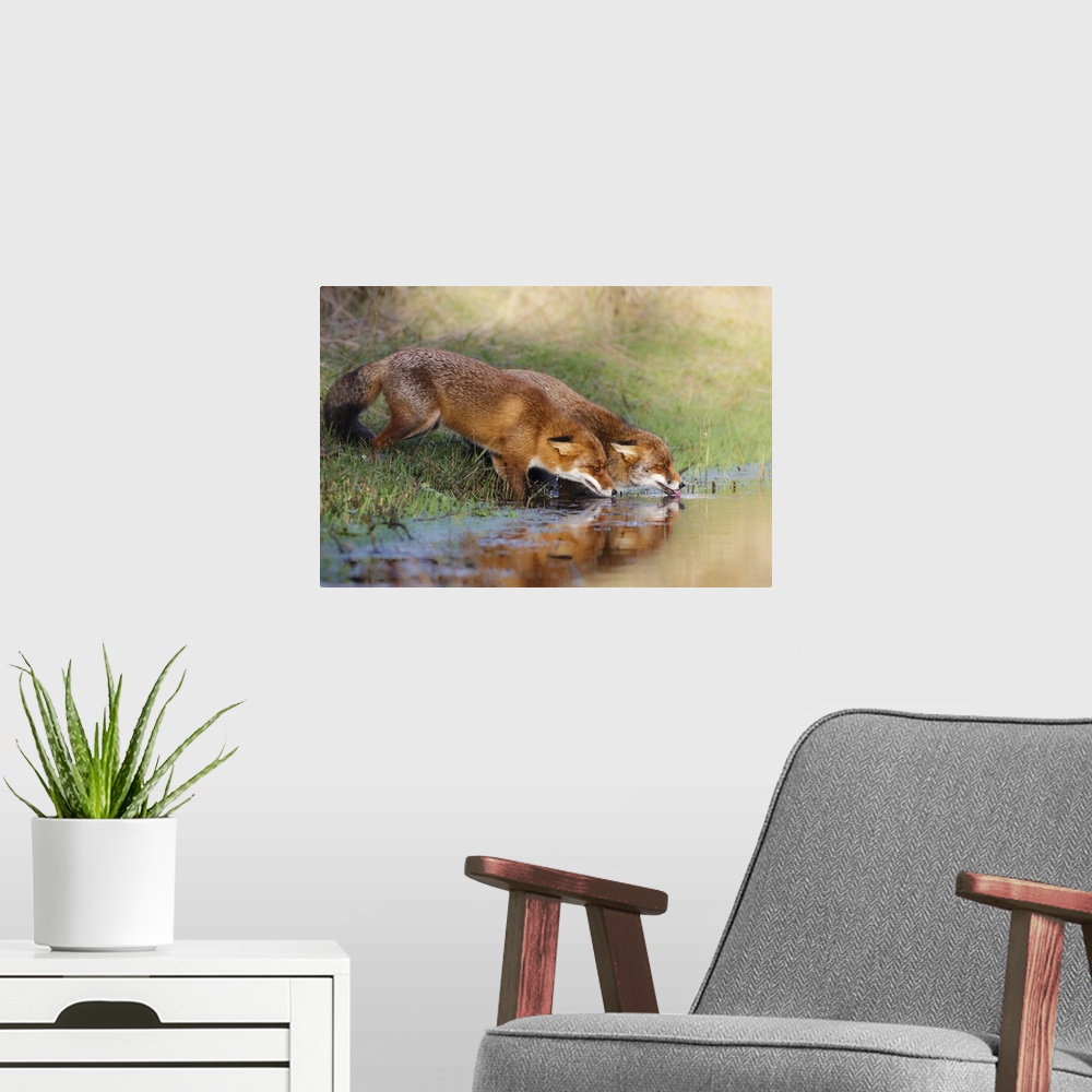 A modern room featuring Two fox drinking from a clear stream in the countryside.