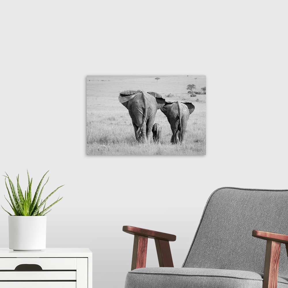 A modern room featuring A black and white photograph of an elephant family seen from behind.