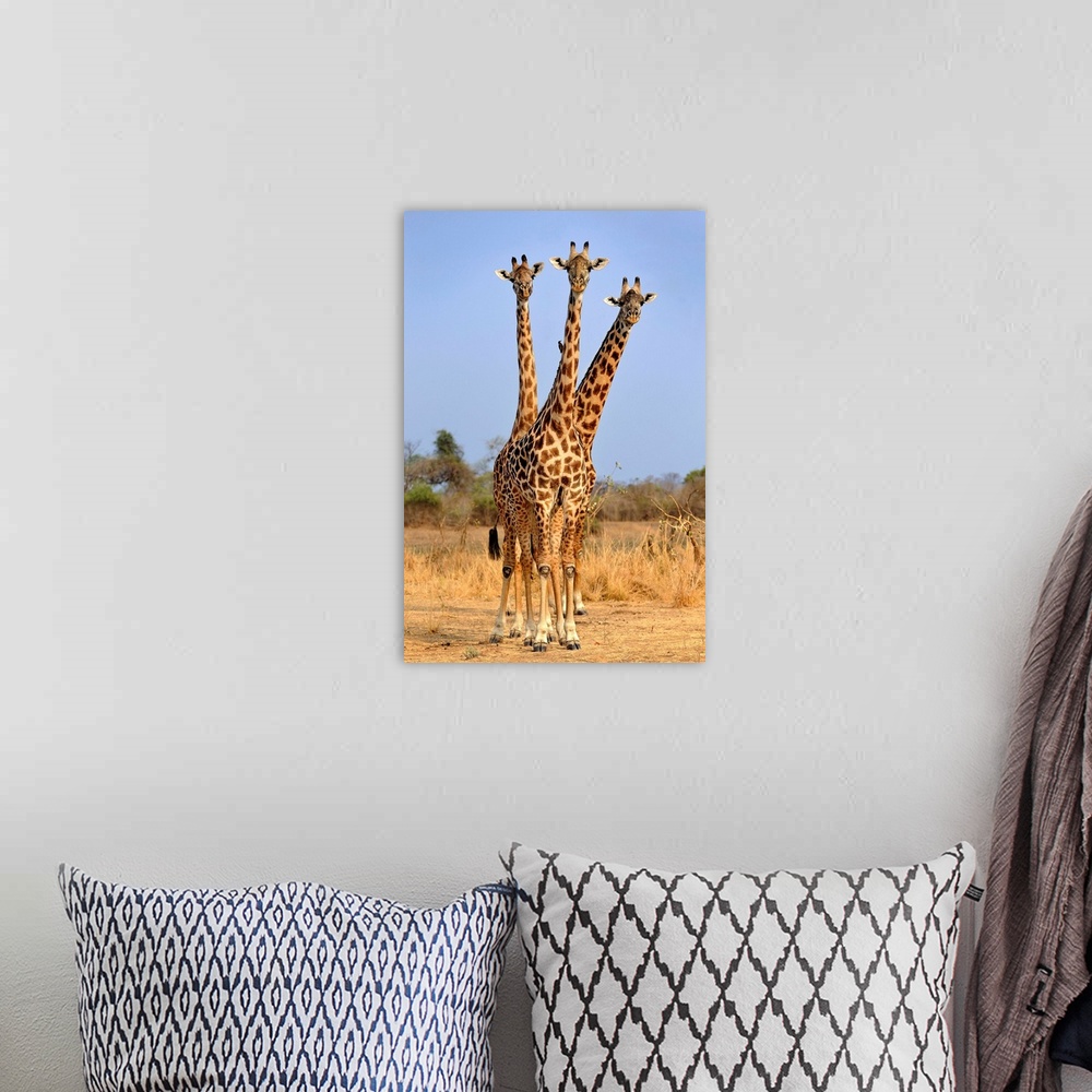 A bohemian room featuring Three Headed Giraffe
