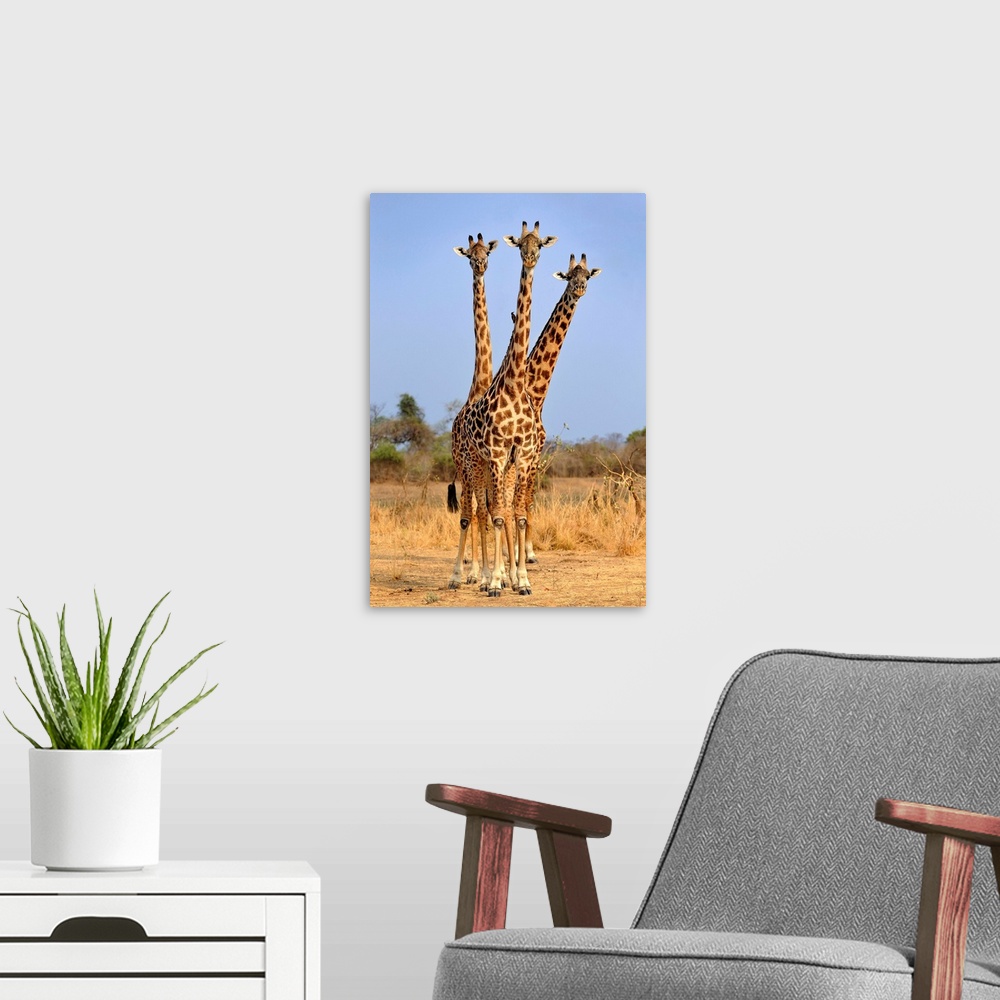 A modern room featuring Three Headed Giraffe