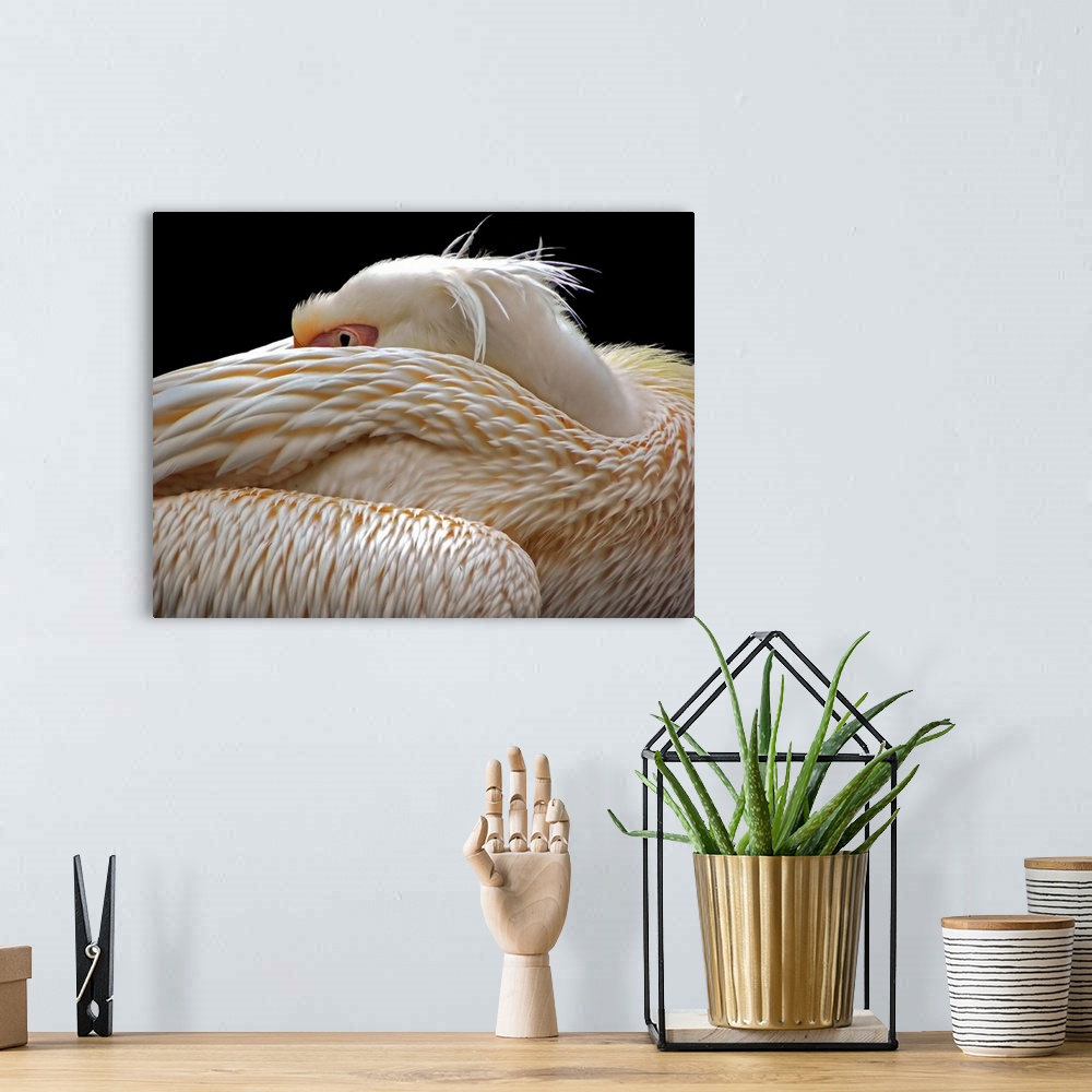 A bohemian room featuring A pelican sleeping with its face hidden in its feathers.
