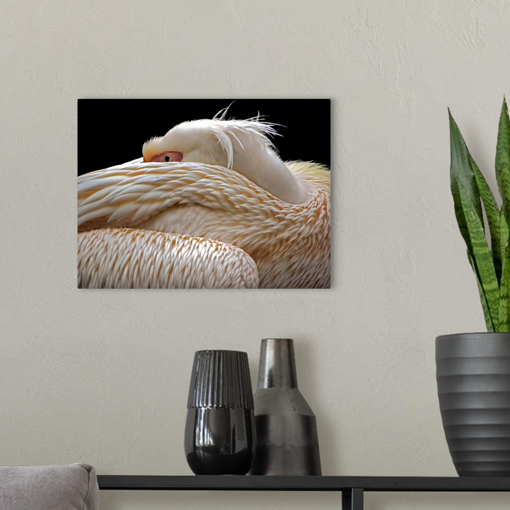 A modern room featuring A pelican sleeping with its face hidden in its feathers.