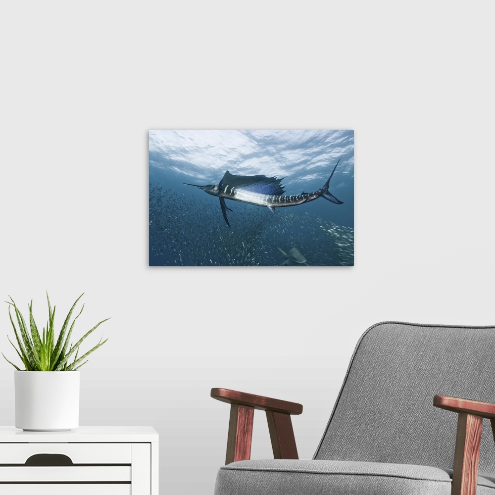A modern room featuring A sailfish swims through a school of smaller fish, with a shark passing by below.