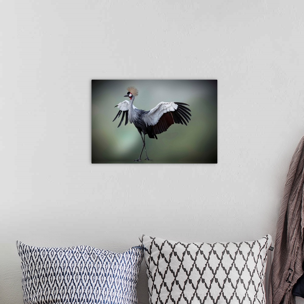 A bohemian room featuring Crowned Crane spreading its wings nad showing off its feathers.