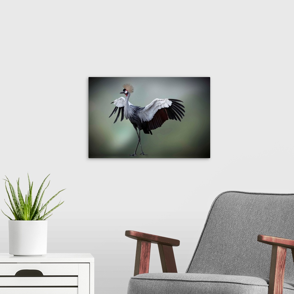 A modern room featuring Crowned Crane spreading its wings nad showing off its feathers.
