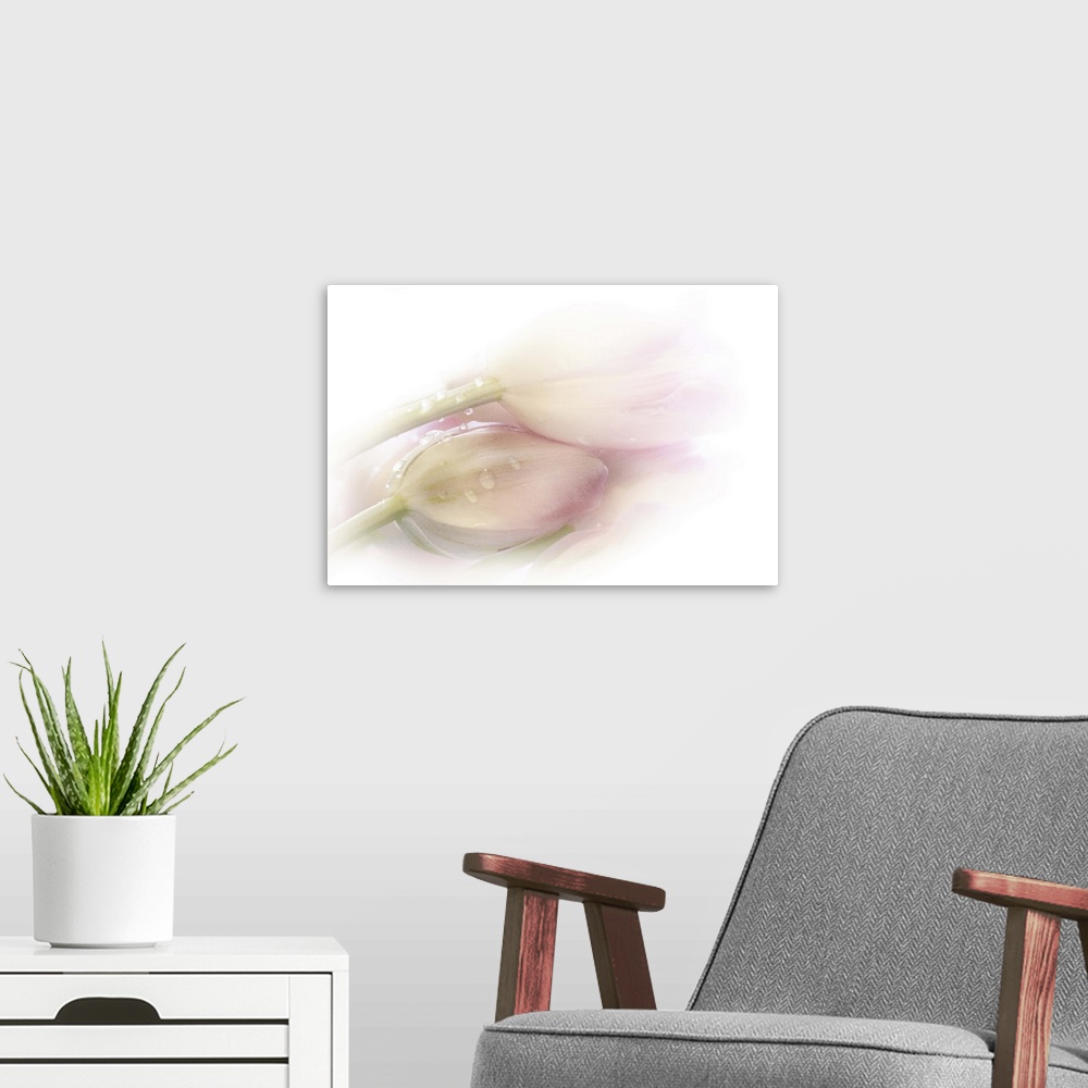 A modern room featuring Soft and pale photography of a two flowers laying side by side.
