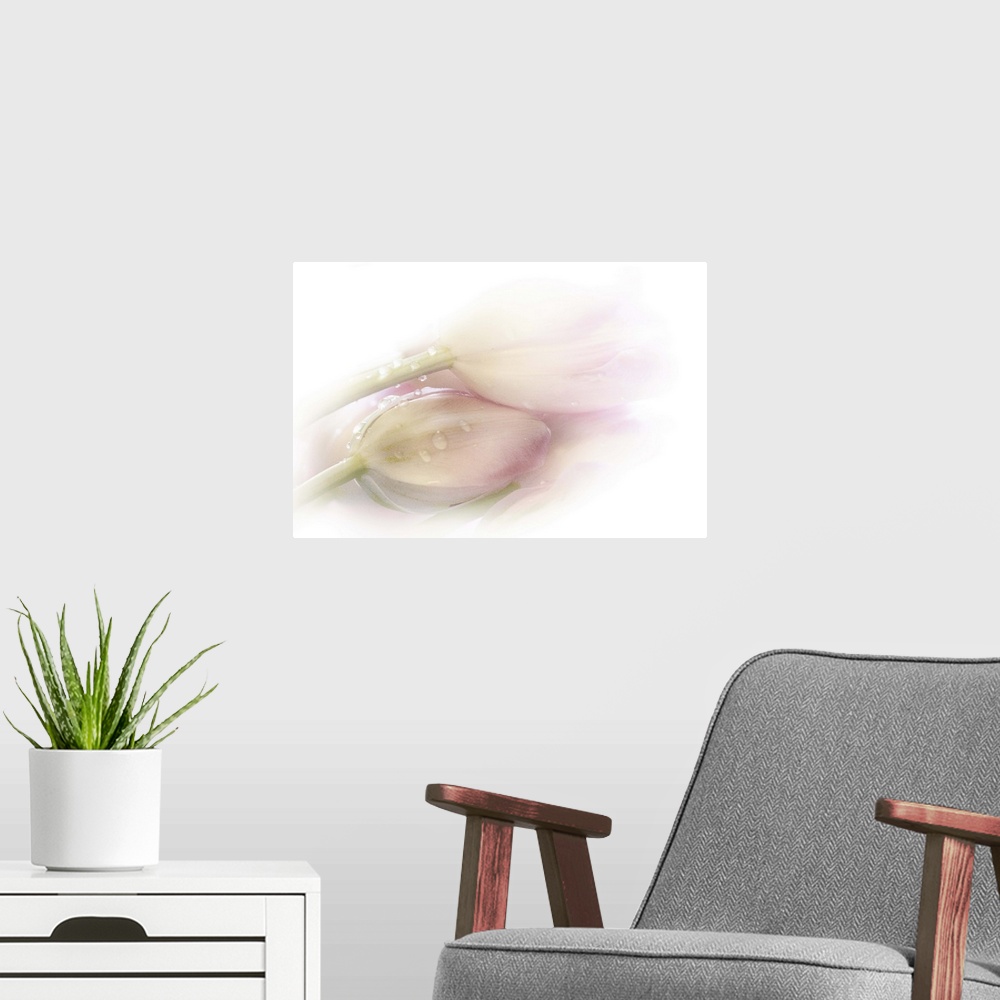 A modern room featuring Soft and pale photography of a two flowers laying side by side.