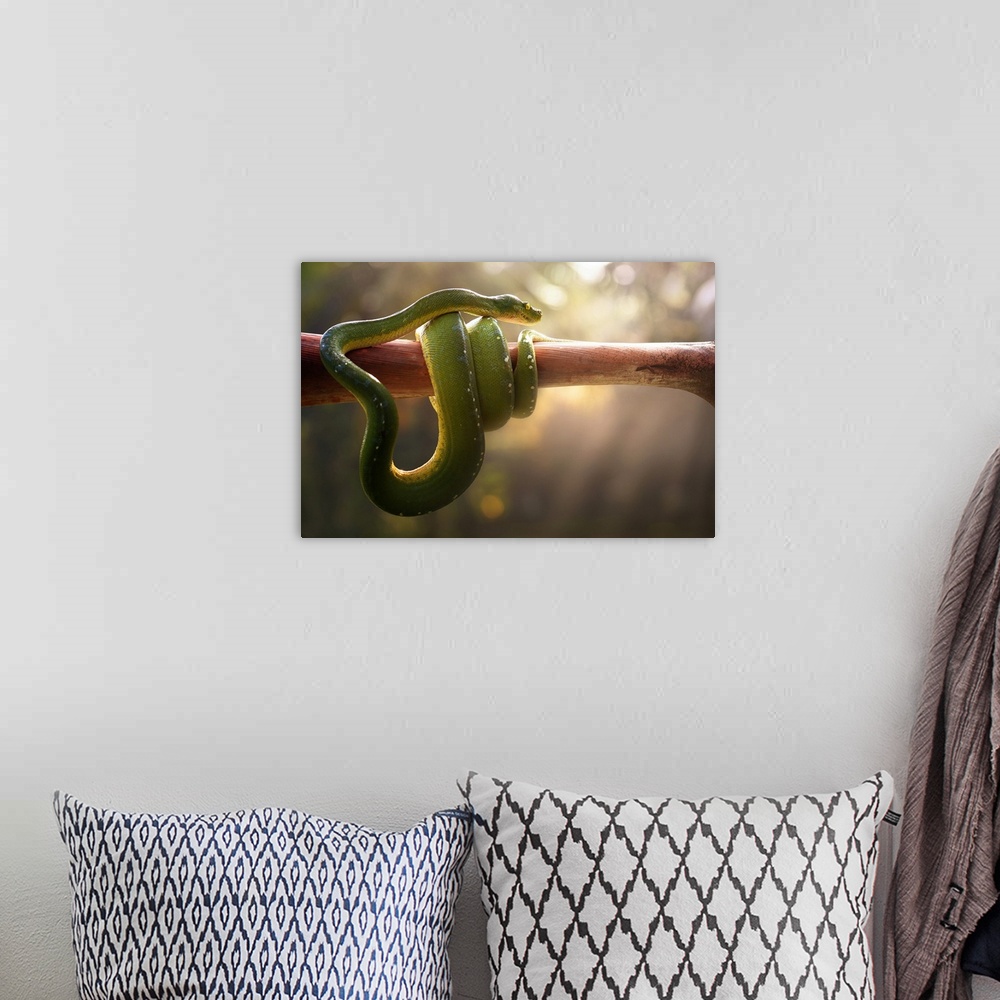 A bohemian room featuring Tree Snake