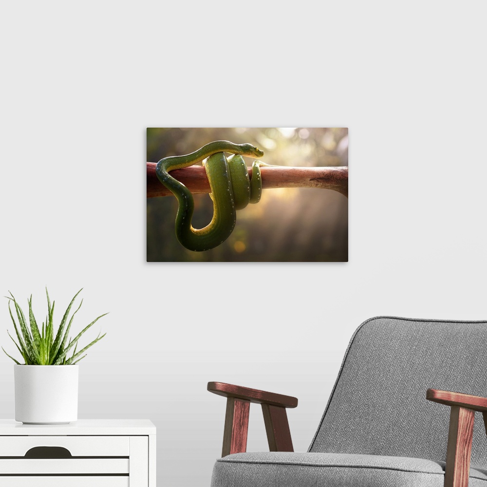 A modern room featuring Tree Snake