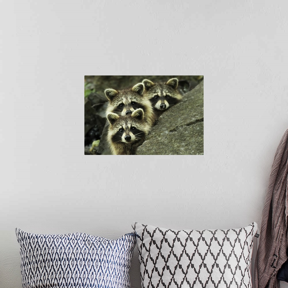 A bohemian room featuring The faces of three adorable raccoons peering over the edge of a rock.