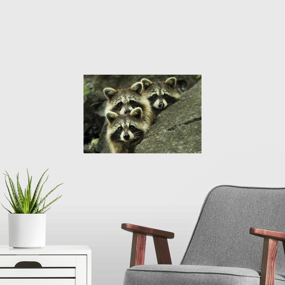 A modern room featuring The faces of three adorable raccoons peering over the edge of a rock.