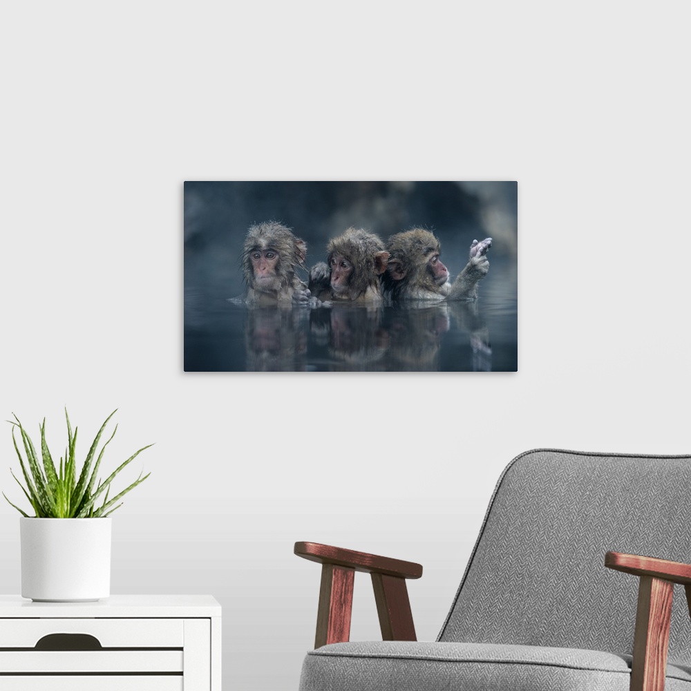 A modern room featuring Photograph of three monkeys bathing bathing in a hot spring in Japan.