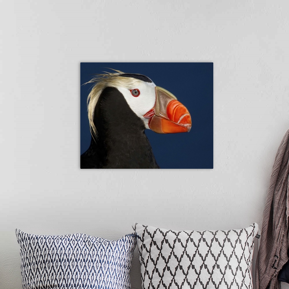 A bohemian room featuring Portrait of a tufted puffin with a colorful beak and long yellow feathers on its head.