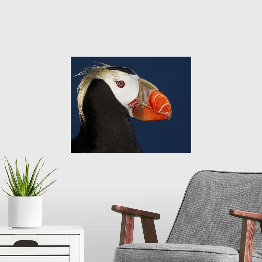 A modern room featuring Portrait of a tufted puffin with a colorful beak and long yellow feathers on its head.