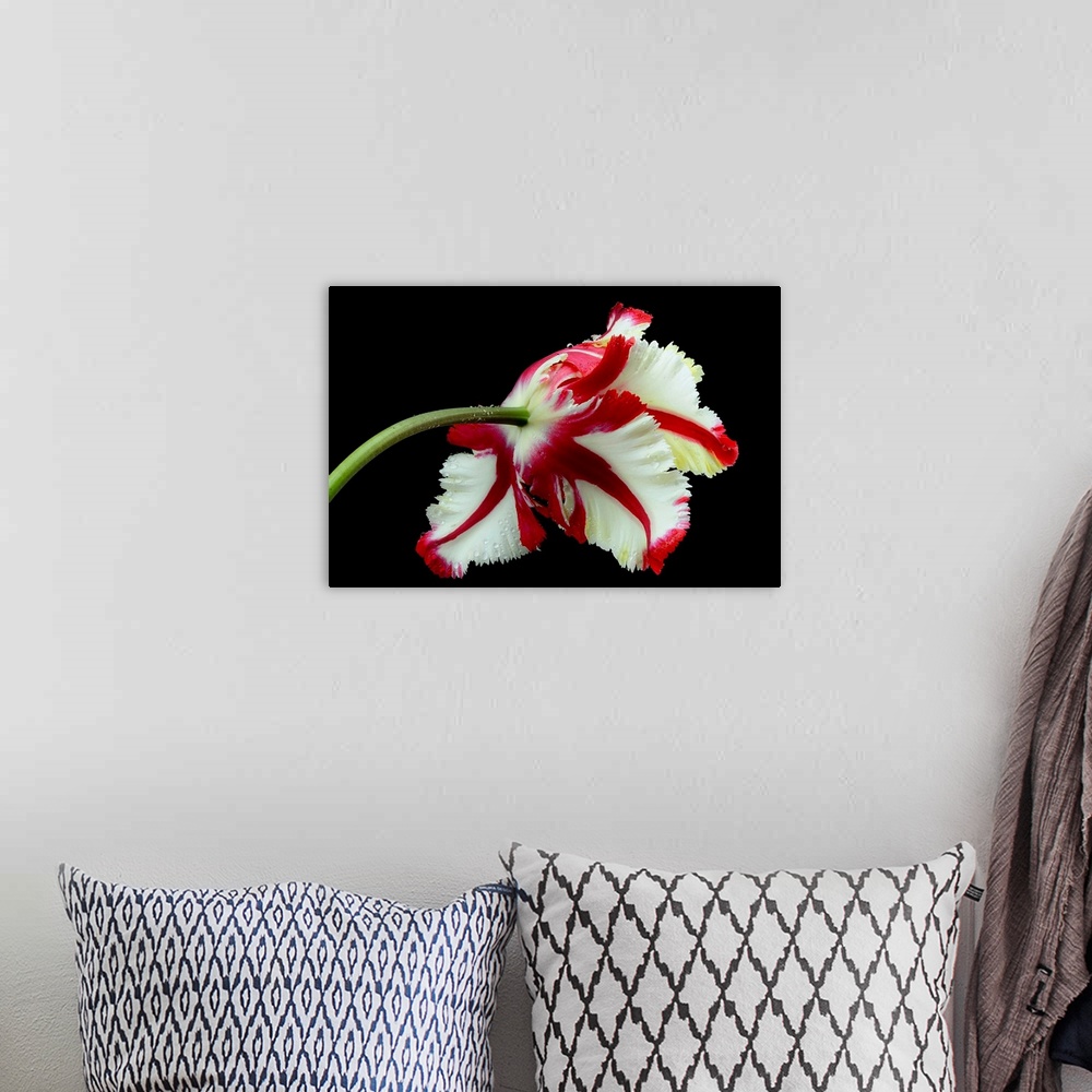 A bohemian room featuring Tulipa Flaming Parrot