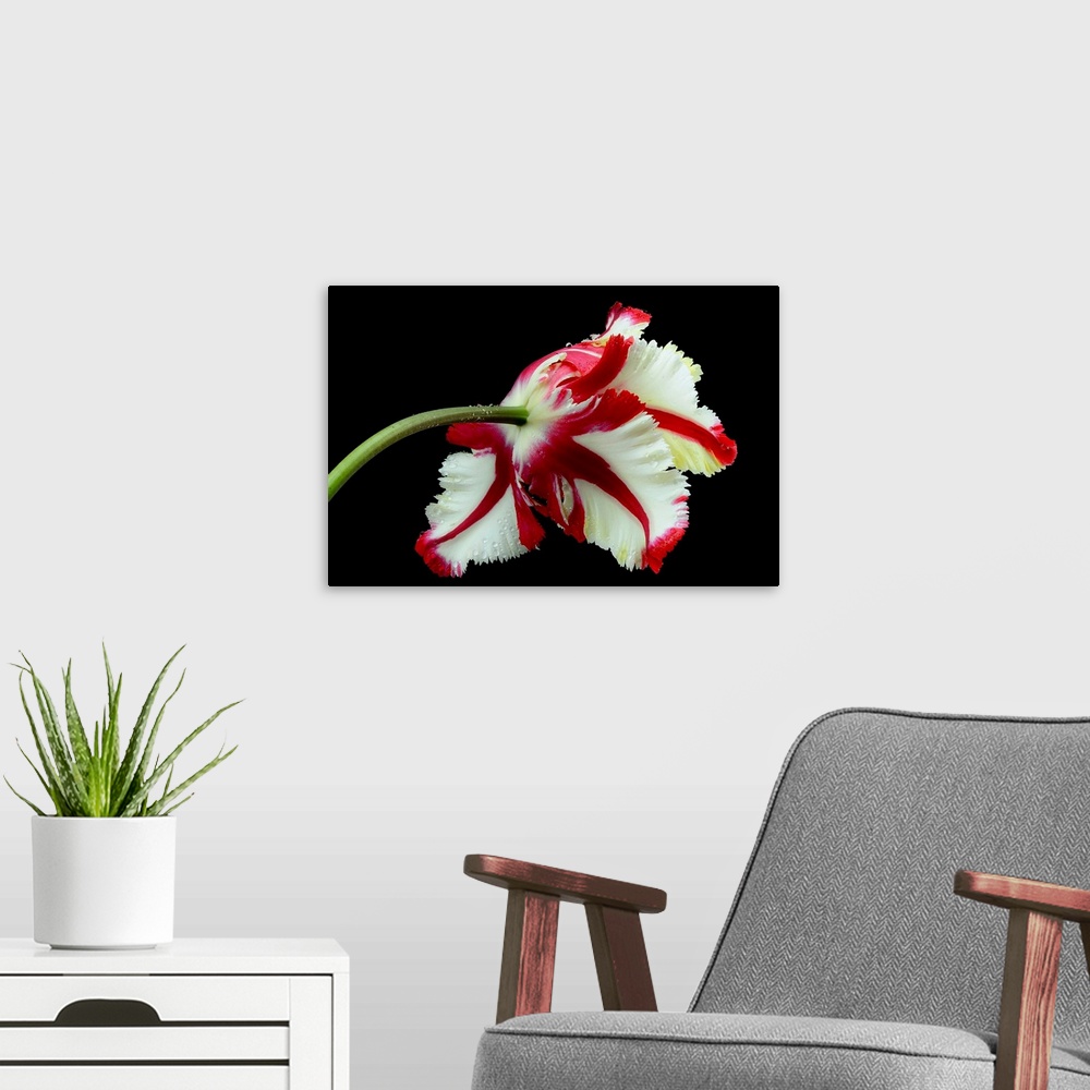 A modern room featuring Tulipa Flaming Parrot