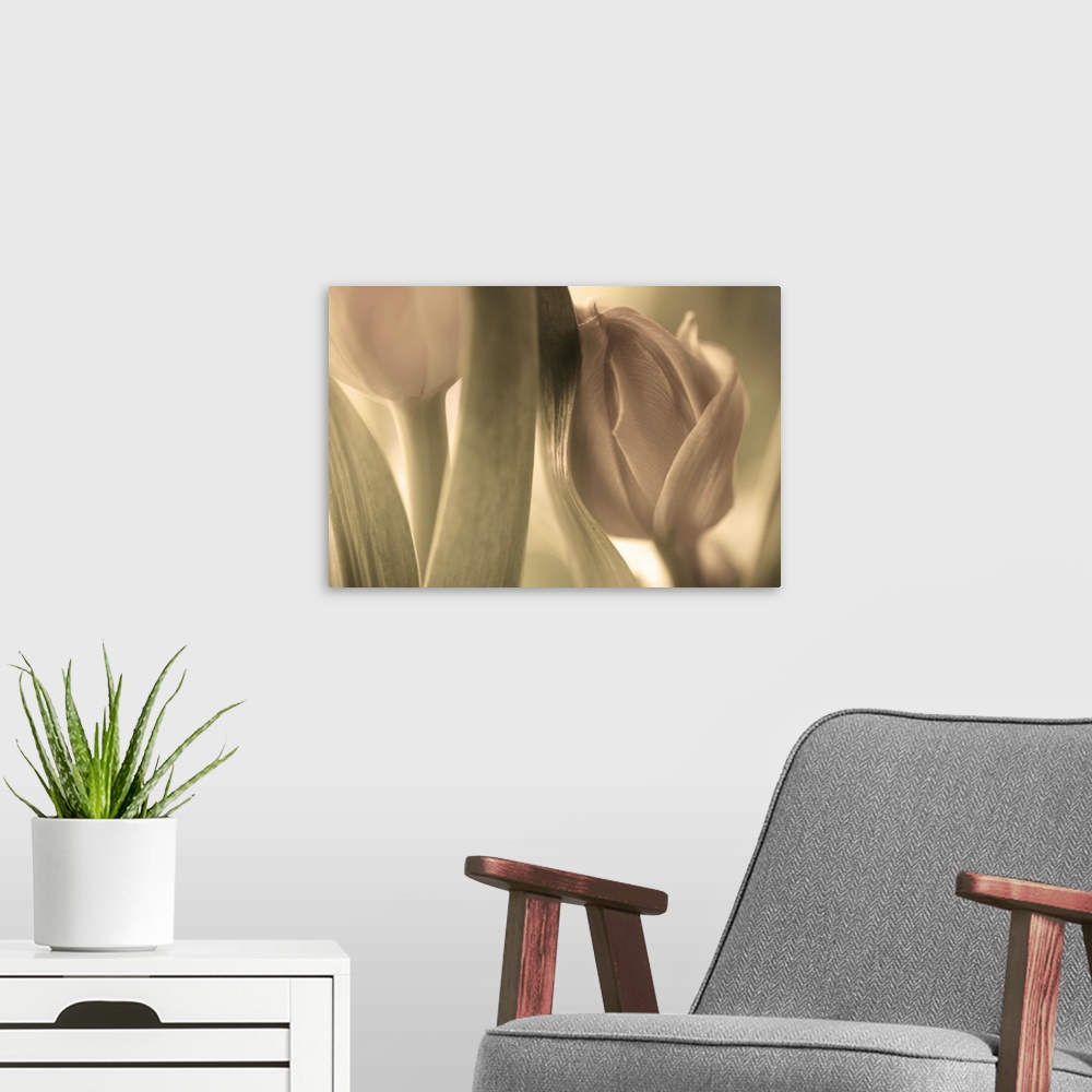A modern room featuring Pastel image of a tulip about to bloom, leaning against another flower.