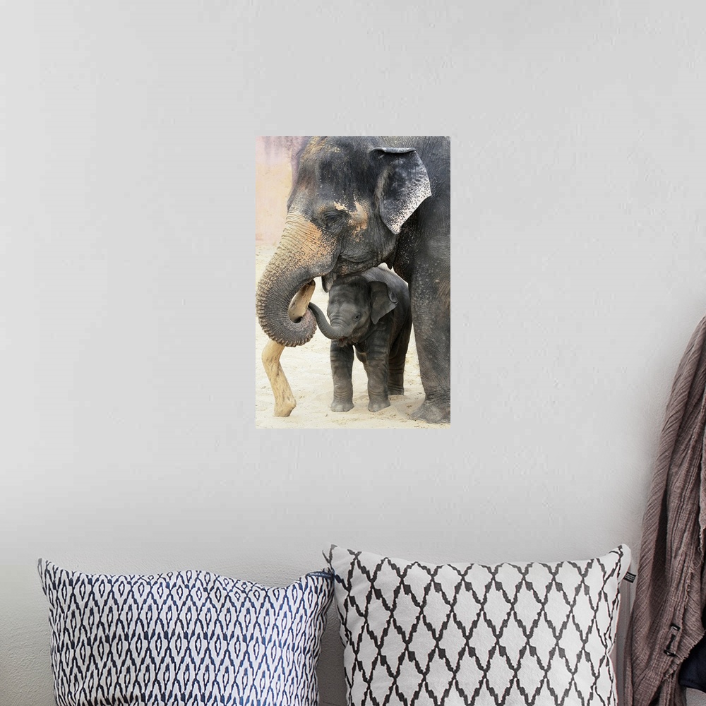 A bohemian room featuring Wildlife photograph of a dirty elephant and its baby playing with a stick in the sand.