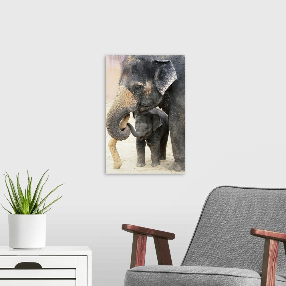 A modern room featuring Wildlife photograph of a dirty elephant and its baby playing with a stick in the sand.