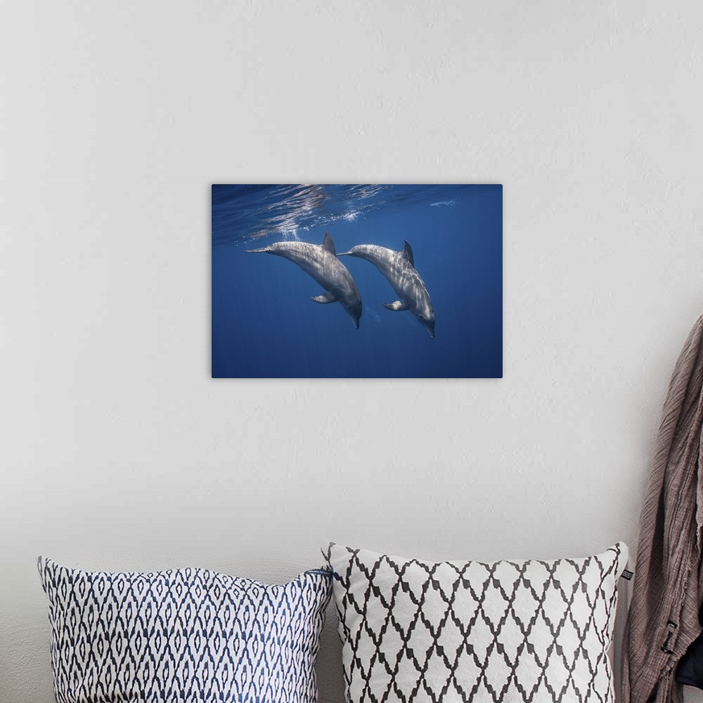 A bohemian room featuring Two Bottlenose Dolphins