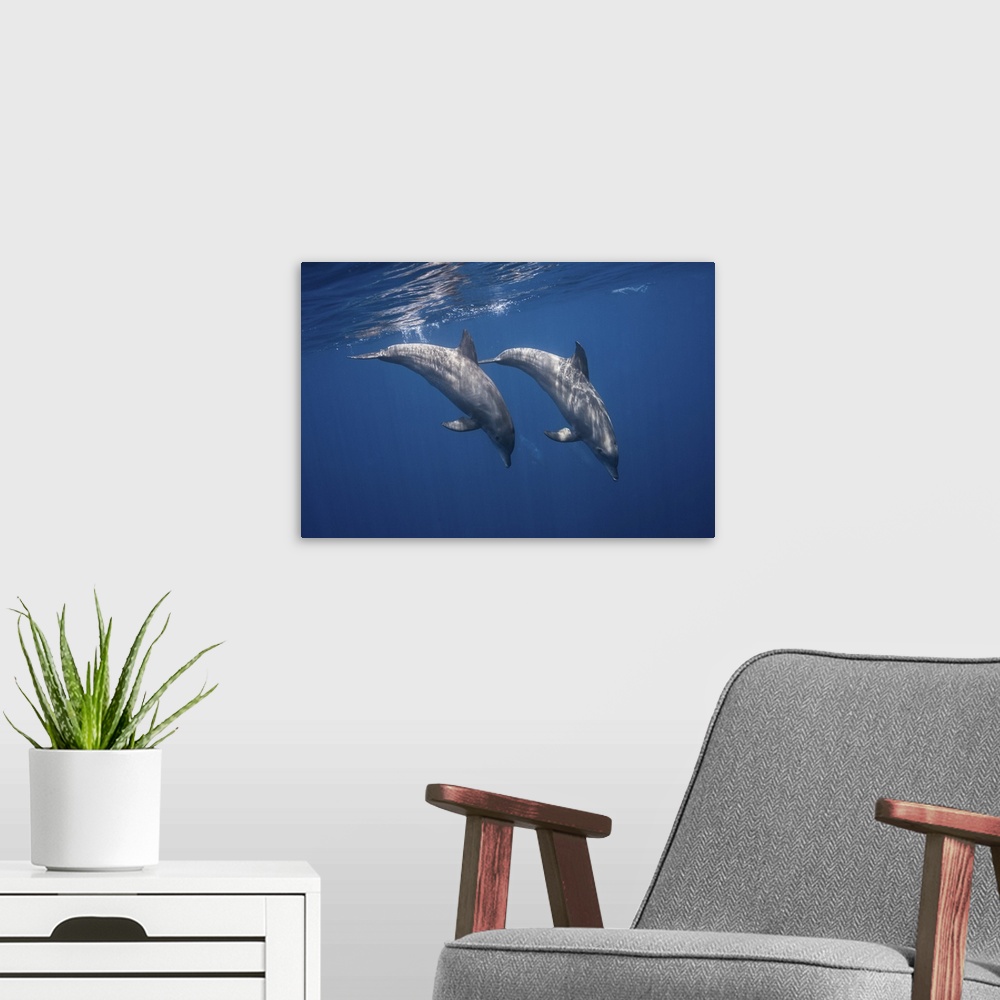A modern room featuring Two Bottlenose Dolphins