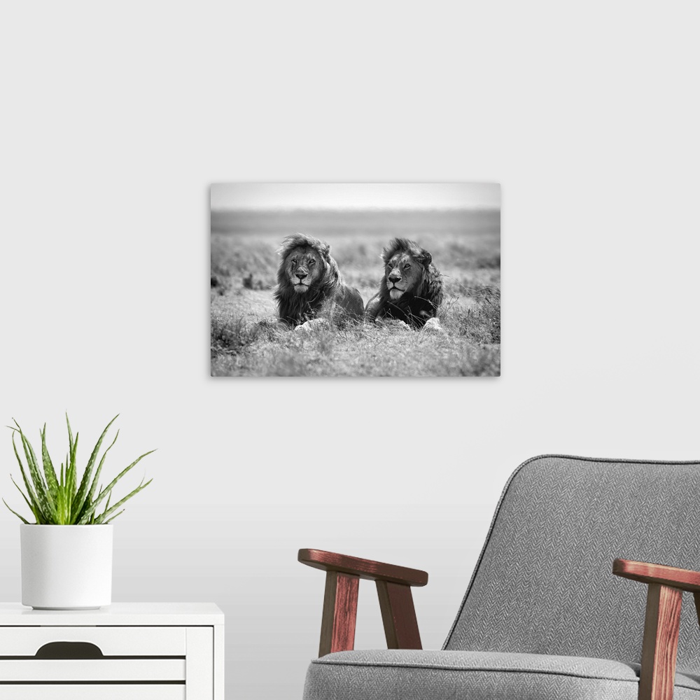 A modern room featuring Black and white photograph of two male lions enjoying a breeze on the savannah in Tanzania.