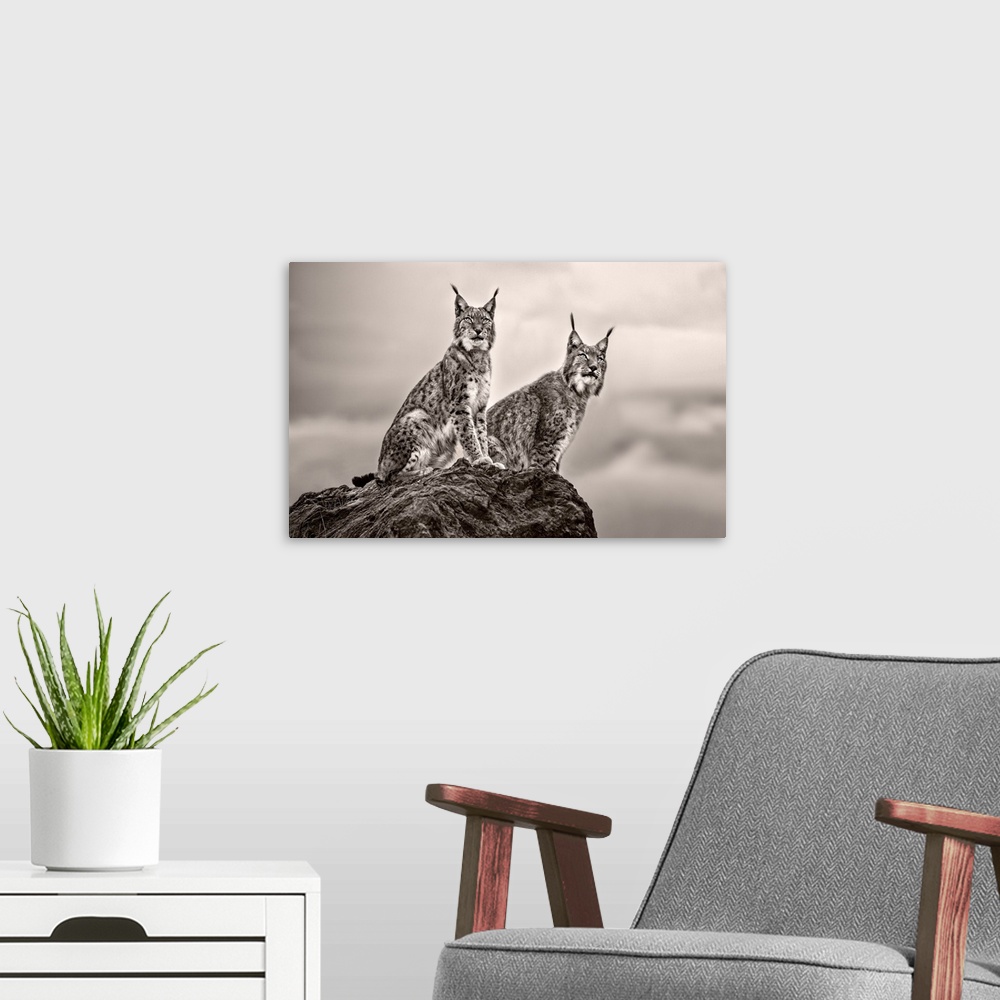 A modern room featuring Two Lynx on Rock