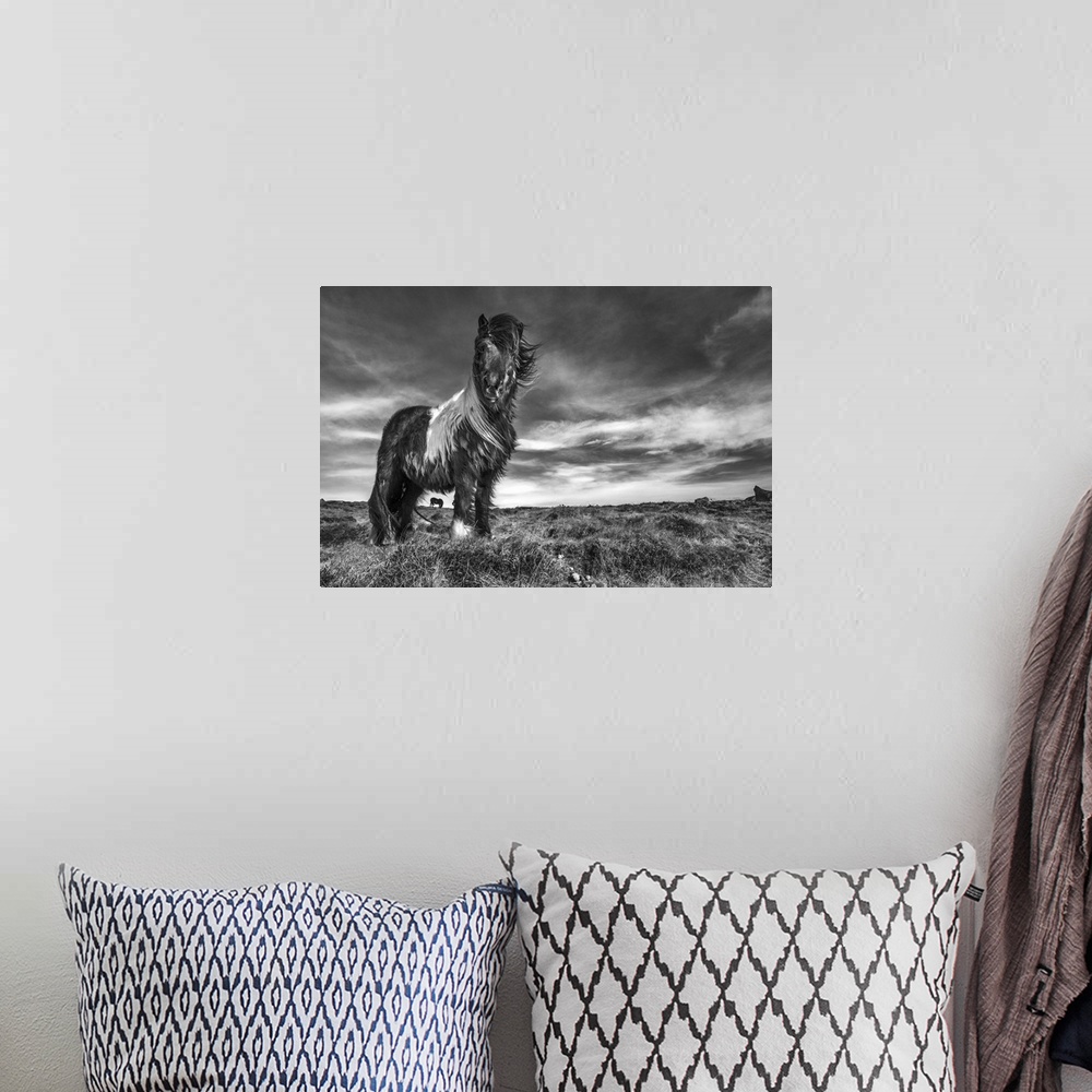 A bohemian room featuring Black and white image of an Icelandic pony standing in a field.