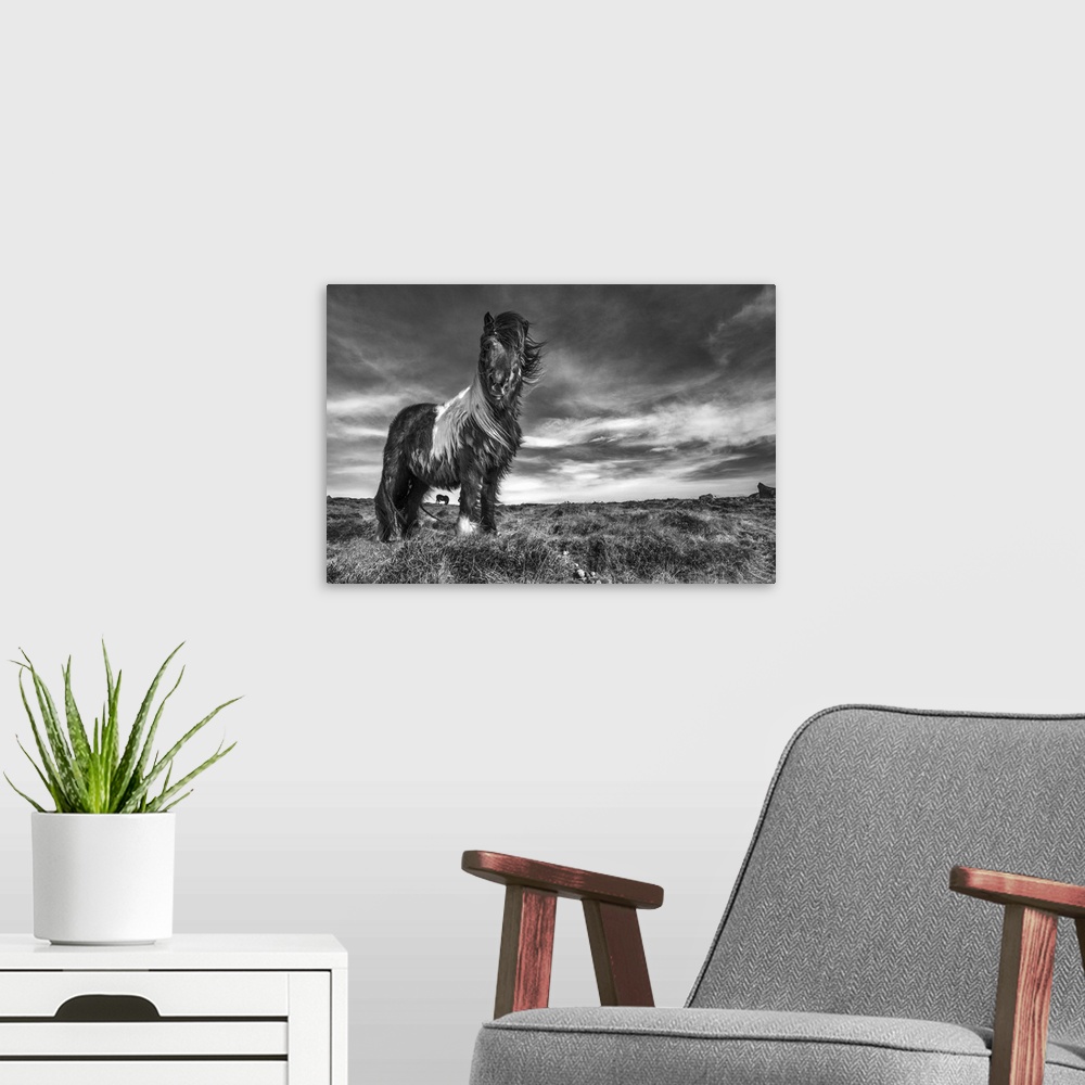 A modern room featuring Black and white image of an Icelandic pony standing in a field.