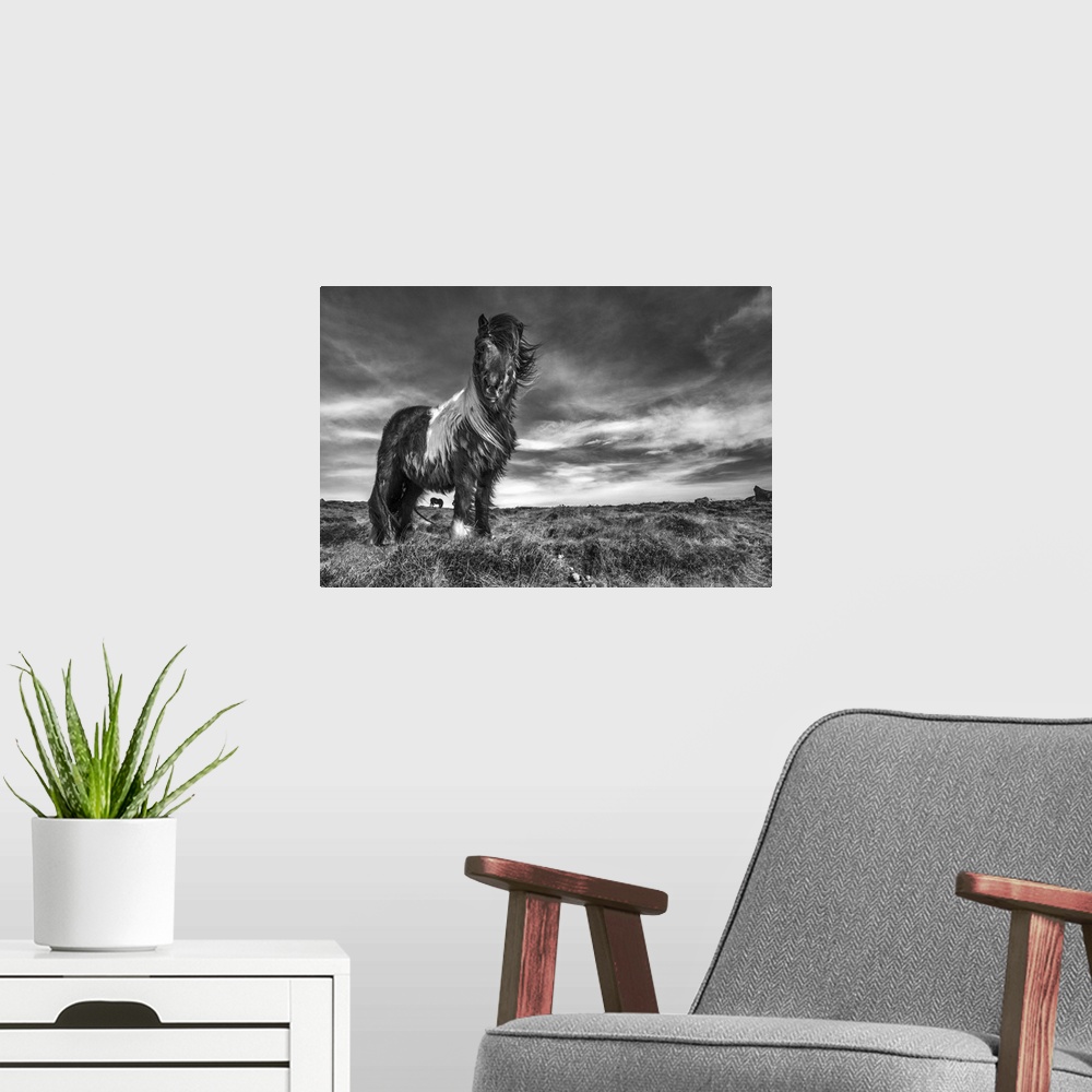 A modern room featuring Black and white image of an Icelandic pony standing in a field.