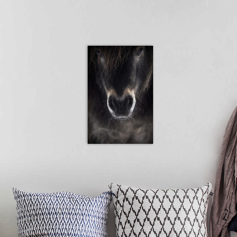 A bohemian room featuring Portrait of a horse with beads of water on its whiskers by its mouth.
