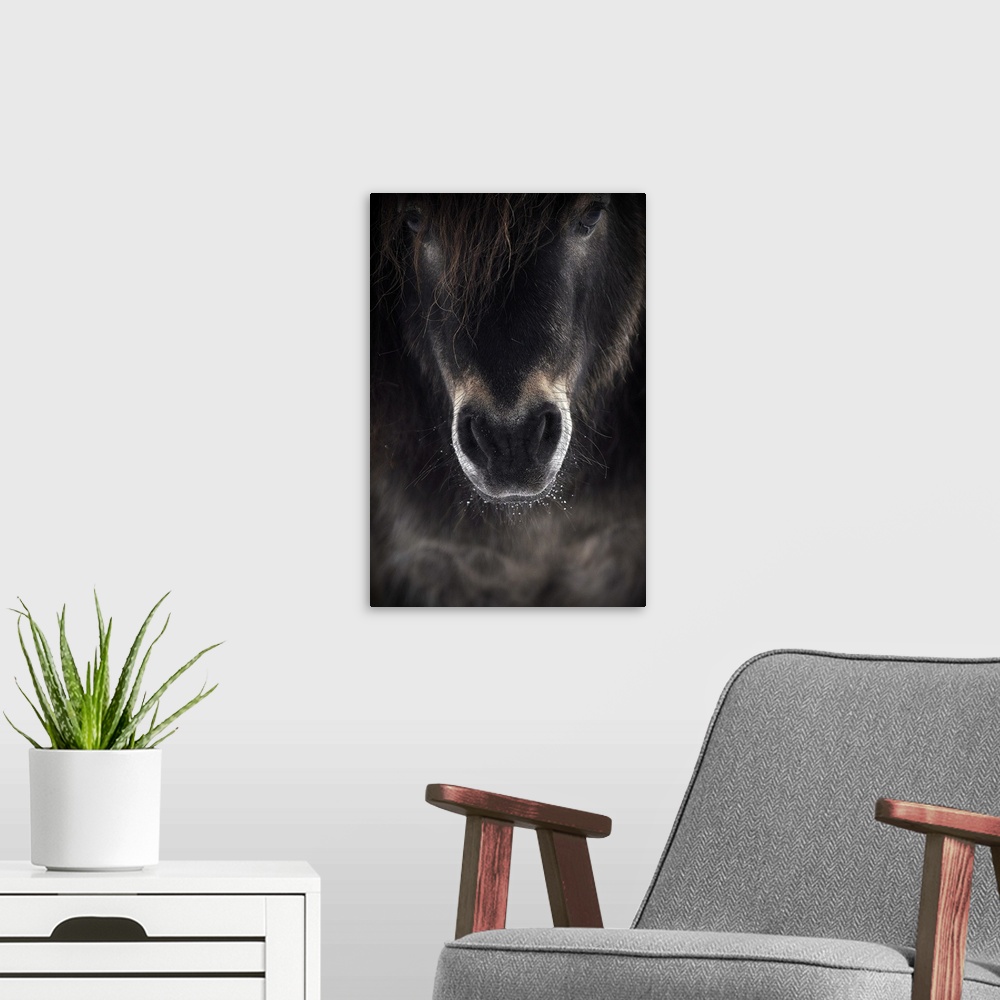 A modern room featuring Portrait of a horse with beads of water on its whiskers by its mouth.
