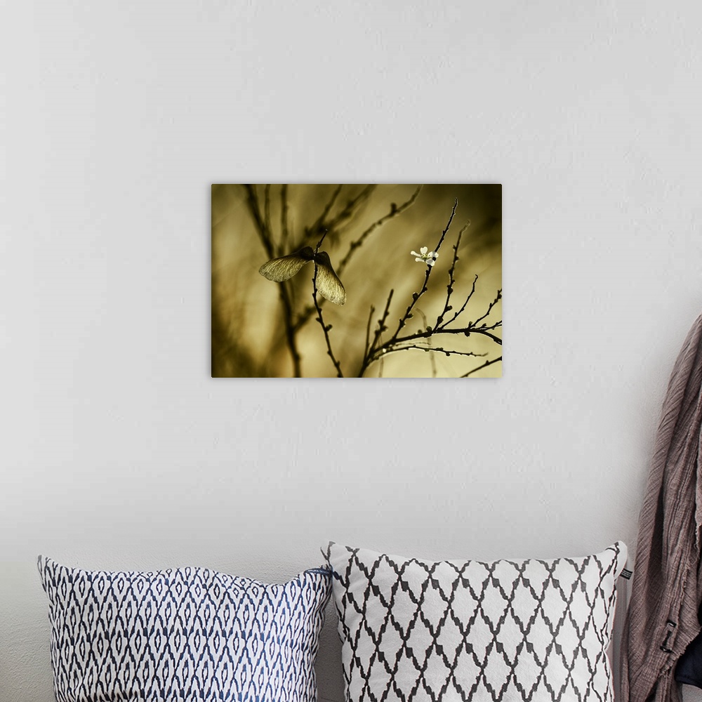 A bohemian room featuring Two seeds hanging onto a small twig in golden afternoon sunlight.